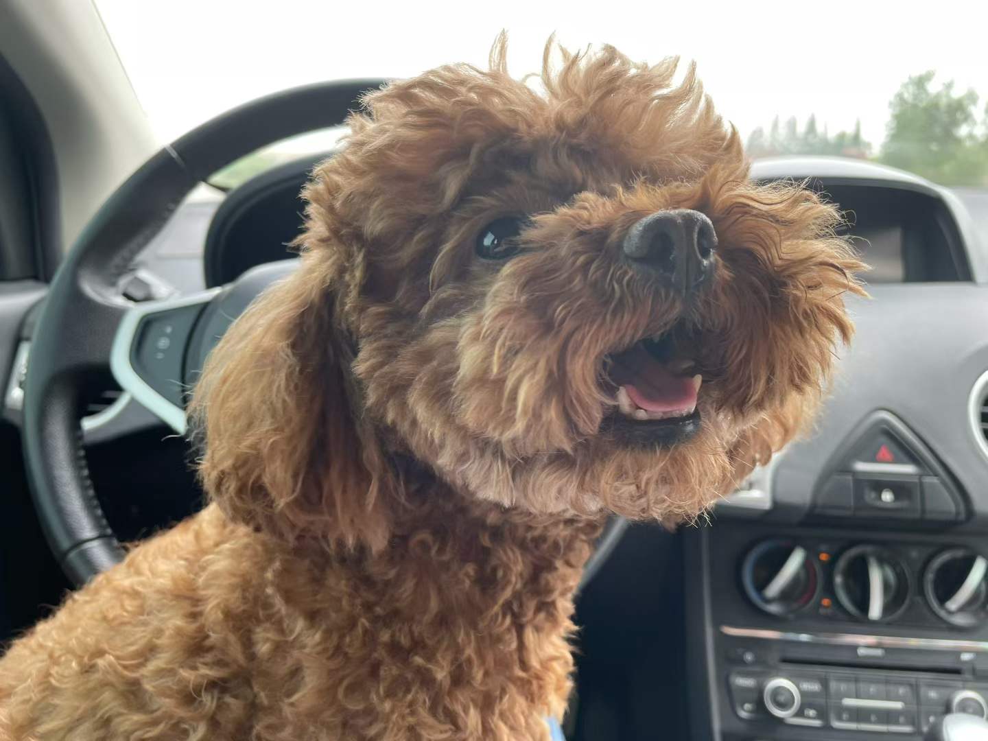 Bao in the car, looking happy