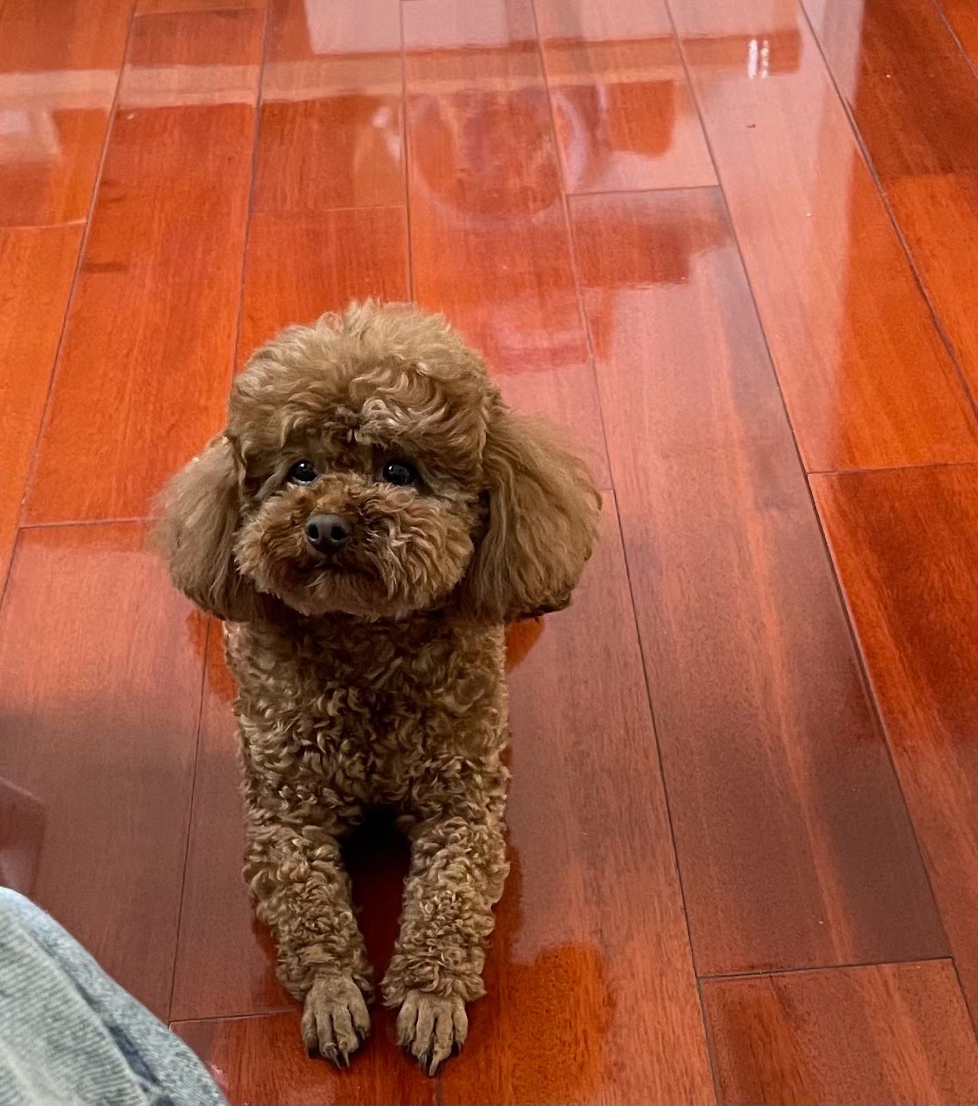 Bao sitting at home